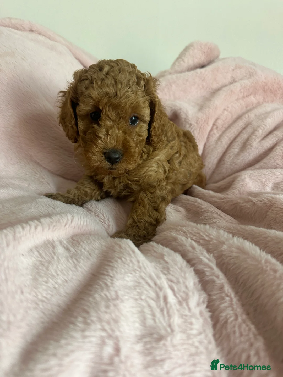Cockapoo dogs for sale: Cockerpoo FB1 - Advert 2