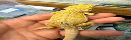 Bearded Dragon reptiles for sale: Super Citrus YELLOW US Bloodline  - Advert 5