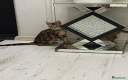 Bengal cats for sale: Marble bengal boy and bengal girl - Image 8