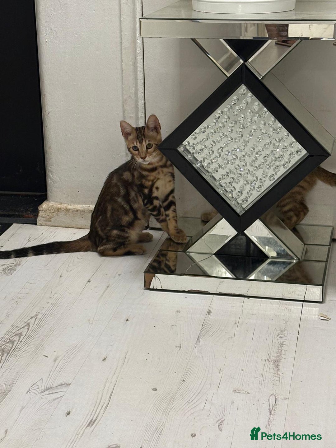 Bengal cats for sale: Marble bengal boy and bengal girl - Image 8
