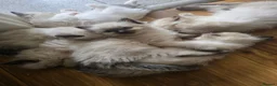 Ragdoll cats for sale: Sky kittens 😸 ♥️  - Advert 13