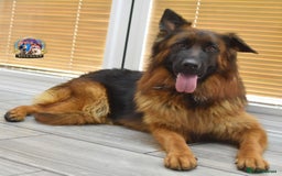 German Shepherd dogs for sale: Germand Shepherd puppies - Image 16