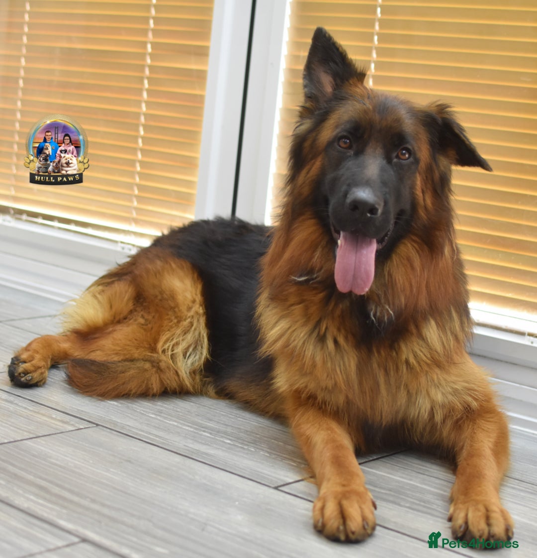 German Shepherd dogs for sale: Germand Shepherd puppies - Image 16