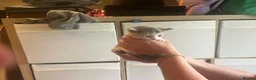British Shorthair cats for sale: Adorable Kittens Looking for Loving Homes in Macclesfield - Advert 4