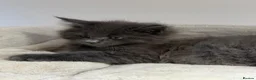 Maine Coon cats for sale: Beautiful TICA Registered Maine Coon Kittens Avail - Advert 12