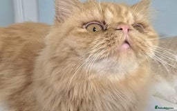 Persian cats for sale: Ginger Persian Boy for Loving Home in London - Image 5