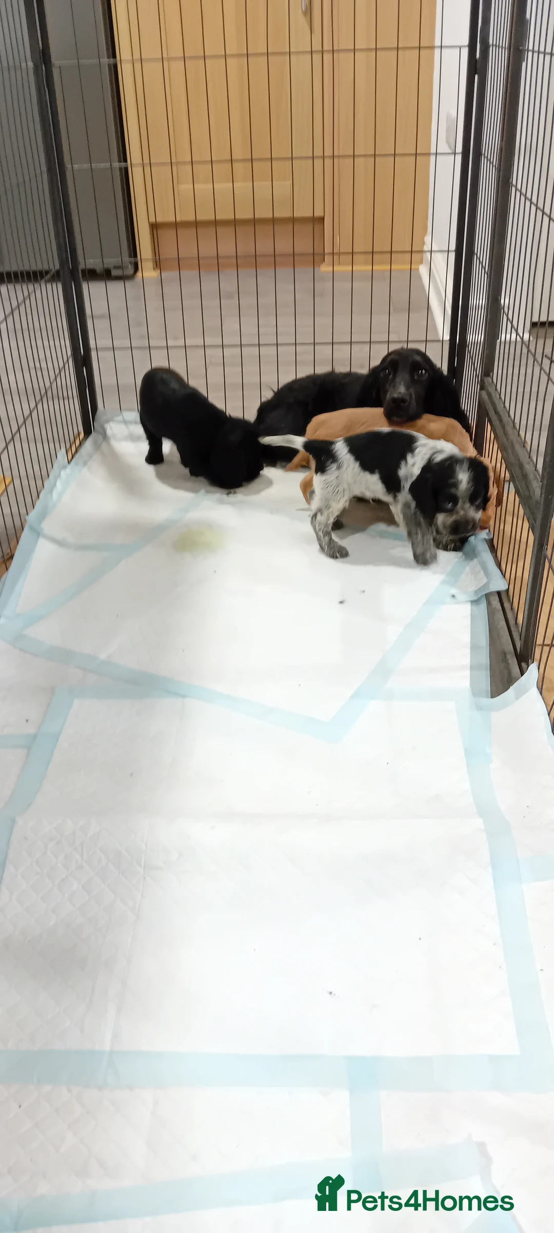 Cocker Spaniel dogs for sale: QUALITY COCKER SPANIAL PUPPIES - VARIOUS COLOURS - Advert 12