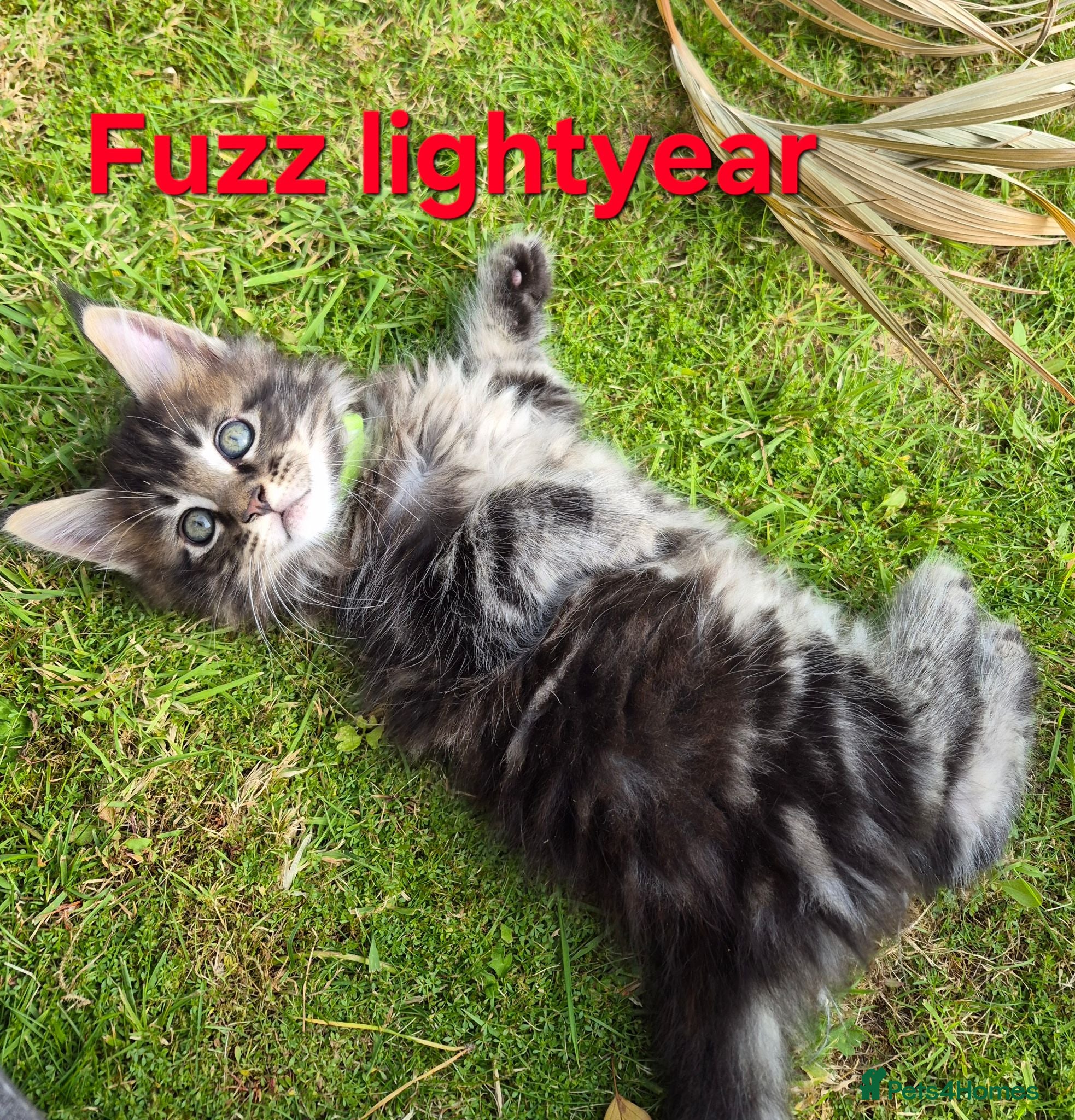 Maine Coon cats Beautiful maine coon kittens  - Advert 14