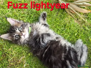 Maine Coon cats Beautiful maine coon kittens - Advert 14