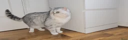 British Shorthair cats for sale: Blue eyed Golden British Shorthair female & male - Advert 14