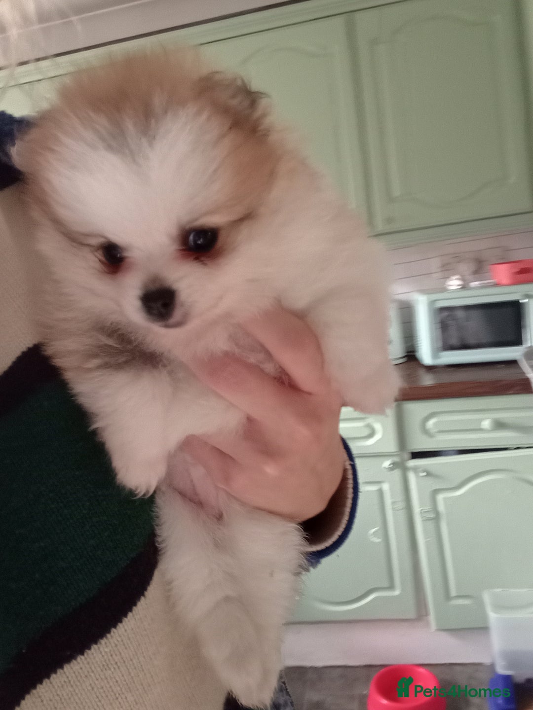 Pomeranian dogs for sale: Teddy Pomeranian girl - Image 11