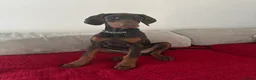 Dobermann dogs for sale: KC Doberman Female (7 months old) - Advert 3