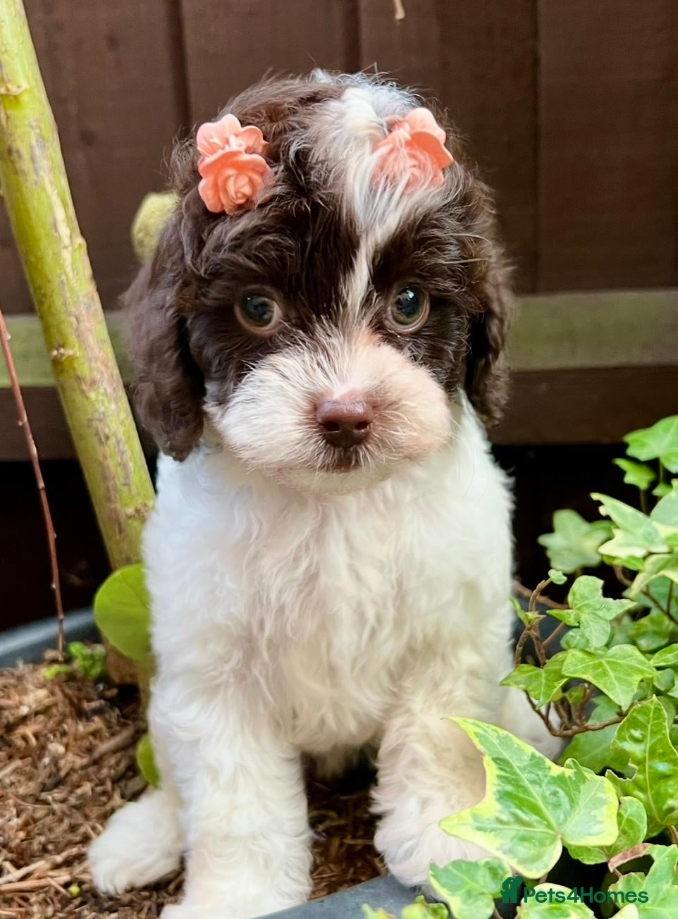 Cavapoo dogs for sale: LAST ONE!! Toy Cavapoo from health tested parents - Advert 1
