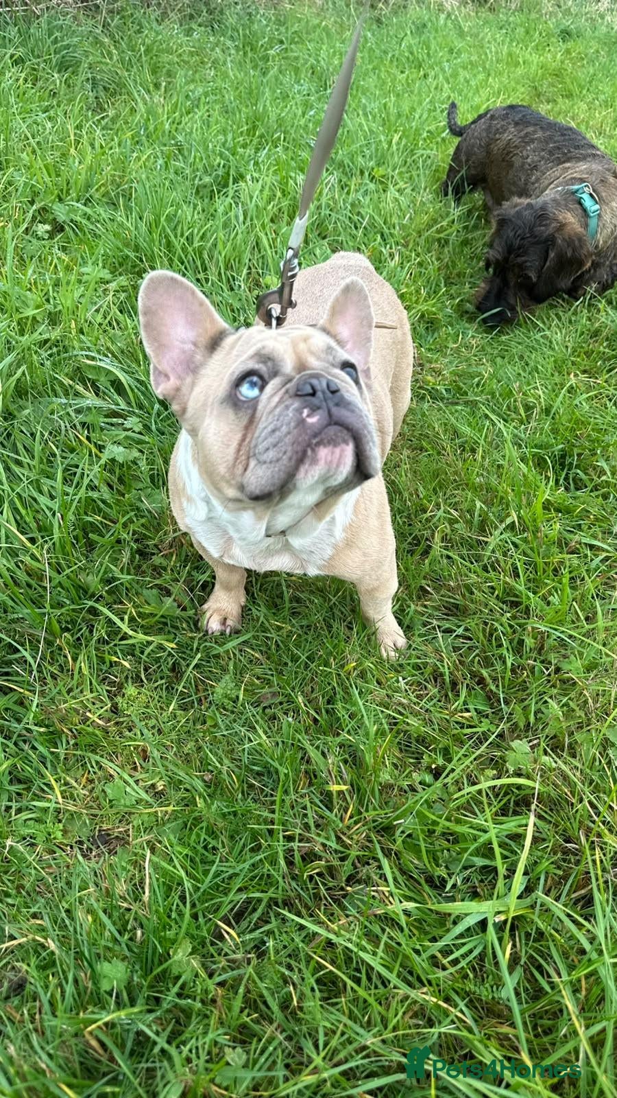 French Bulldog dogs Female french bulldog age 2 - Advert 2