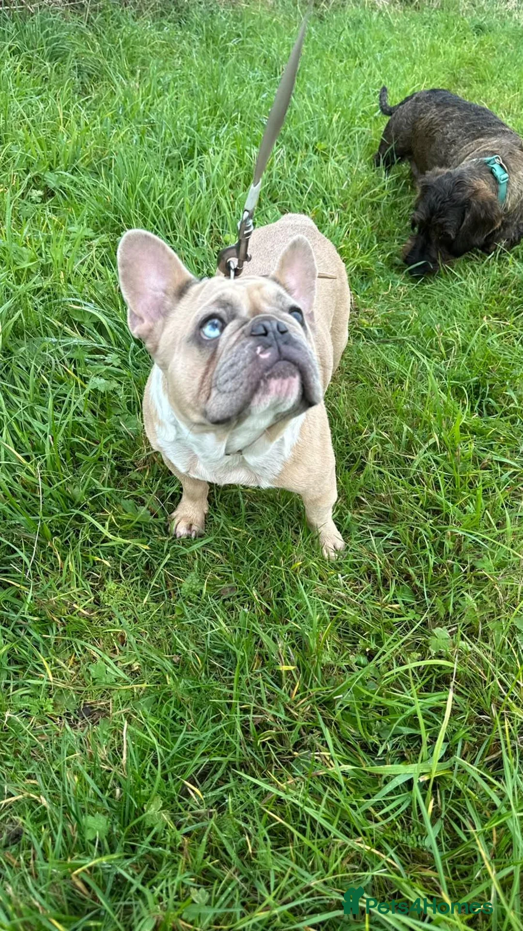 French Bulldog dogs for sale: Female french bulldog age 2 in Huddersfield - Advert 1