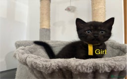British Shorthair cats for sale: Gorgeous British Shorthair/ Ragdoll  - Image 4