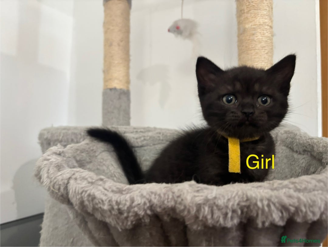 British Shorthair cats for sale: Gorgeous British Shorthair/ Ragdoll  - Image 4
