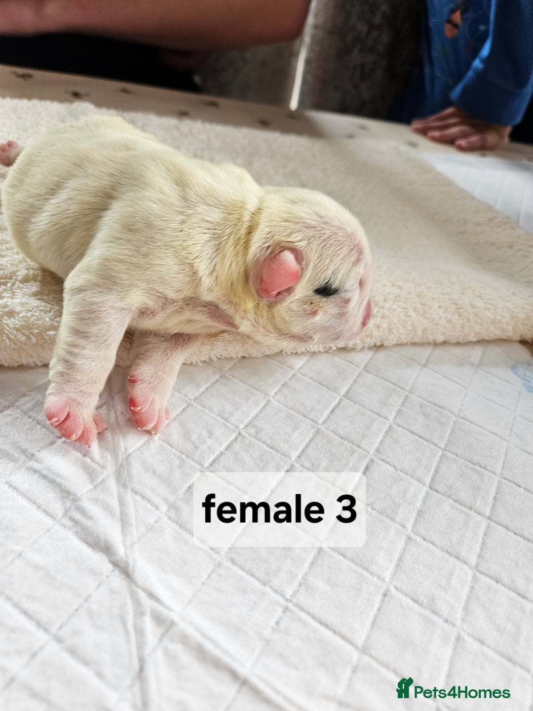 English Bulldog dogs for sale: Kennel club registered English bulldog puppies  - Image 5