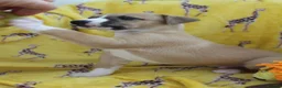 Whippet dogs for sale: Quality KC whippet pups from heart tested psrents in Stoke-on-Trent - Advert 11
