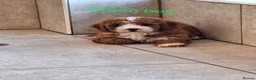 Cavapoochon dogs for sale: 🥰 Cavapoochons 🥰 - Advert 4