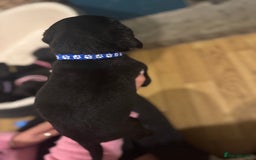 Labrador Retriever dogs for sale: Outstanding Litter of KC registered Labradors  - Image 29