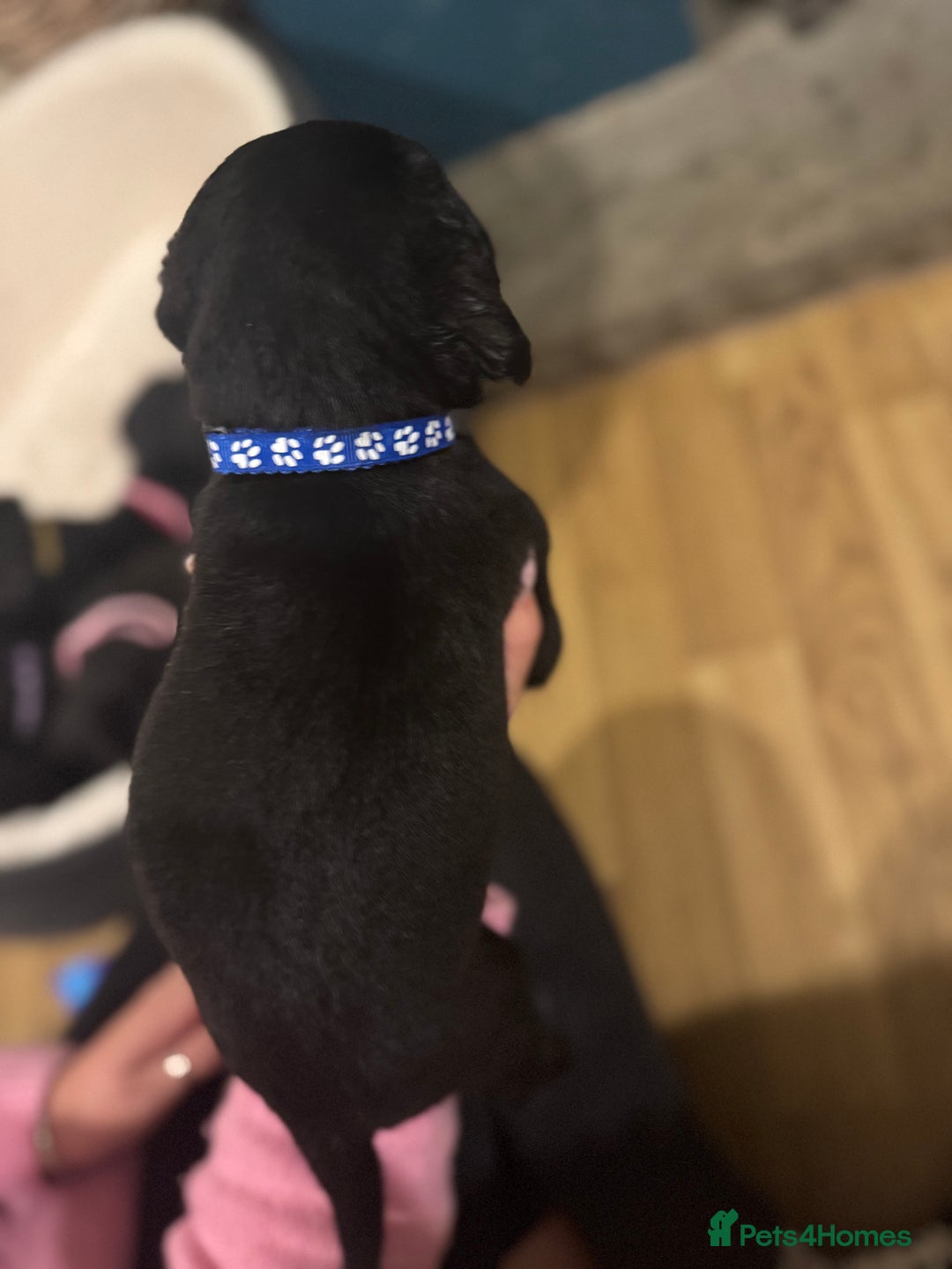 Labrador Retriever dogs for sale: Outstanding Litter of KC registered Labradors  - Image 29