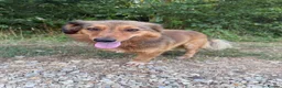 Mixed Breed dogs for sale: 3-Legged Nelly Fostered in Hampshire - Advert 3