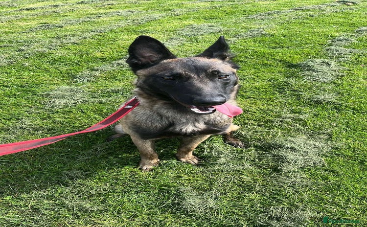 Belgian Shepherd Dog dogs for sale - Advert 1