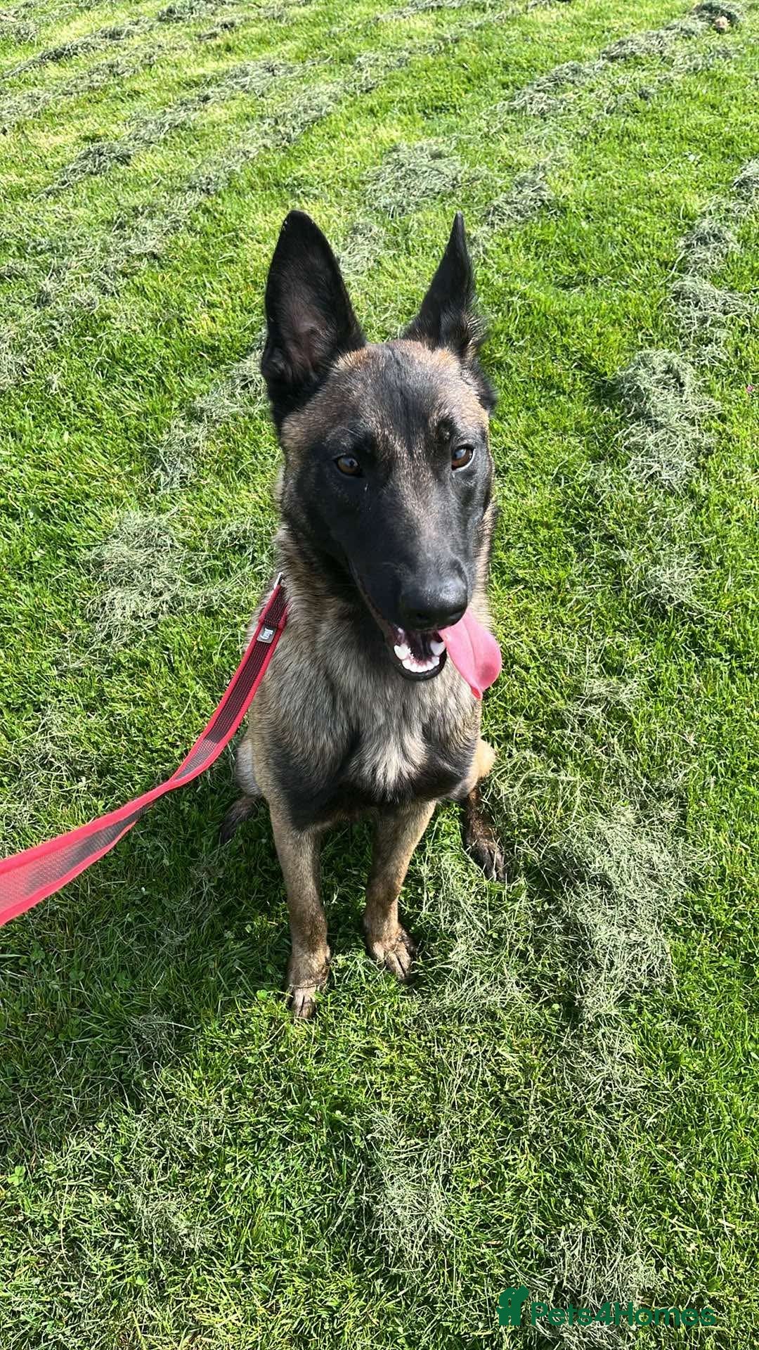 Belgian Shepherd Dog dogs for sale: Belgian Malinois - Whiskey - Image 1