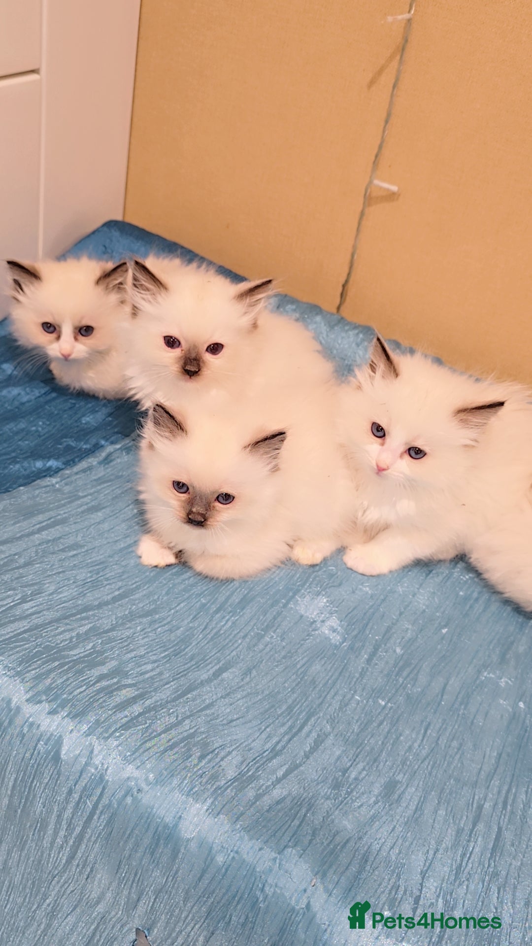 Ragdoll cats for sale: TICA REGISTERED KITTENS/Active - Advert 1