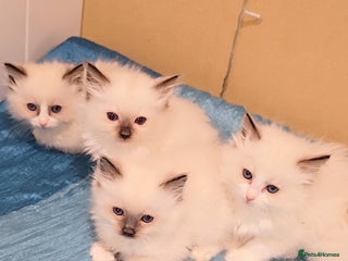 Ragdoll cats TICA REGISTERED KITTENS/Active - Advert 1