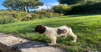English Springer Spaniel dogs - Advert 9