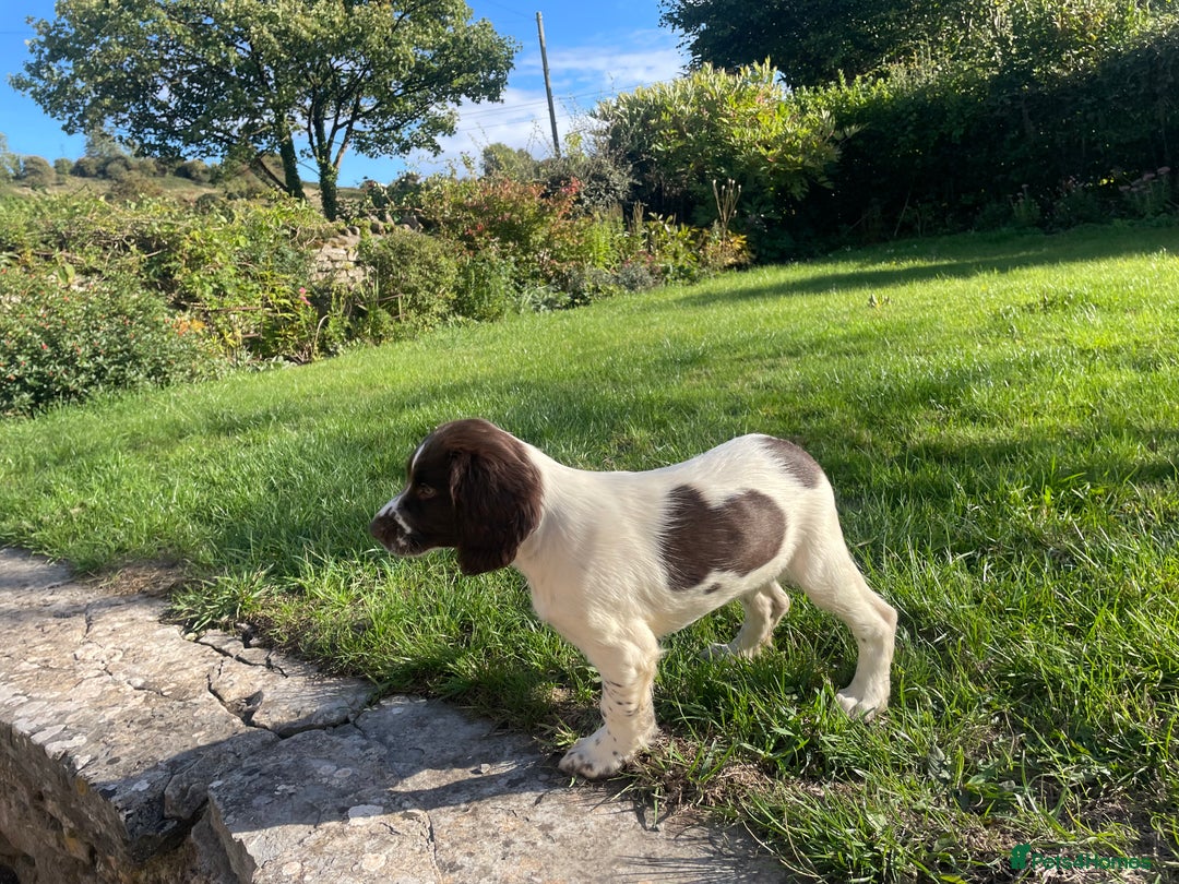 English Springer Spaniel dogs for sale: Working Springer Spaniel Pups - Image 3