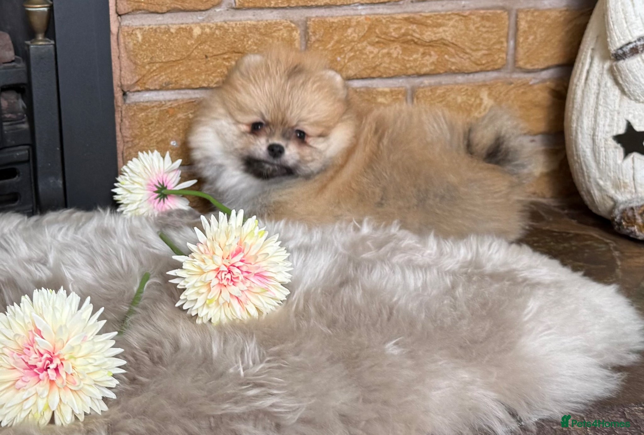 Pomeranian dogs ✨ Exclusive Teddy Bear Face Pomeranian Puppies ✨ - Advert 3