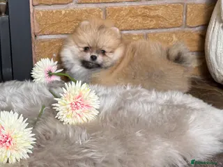 Pomeranian dogs ✨ Exclusive Teddy Bear Face Pomeranian Puppies ✨ - Advert 3
