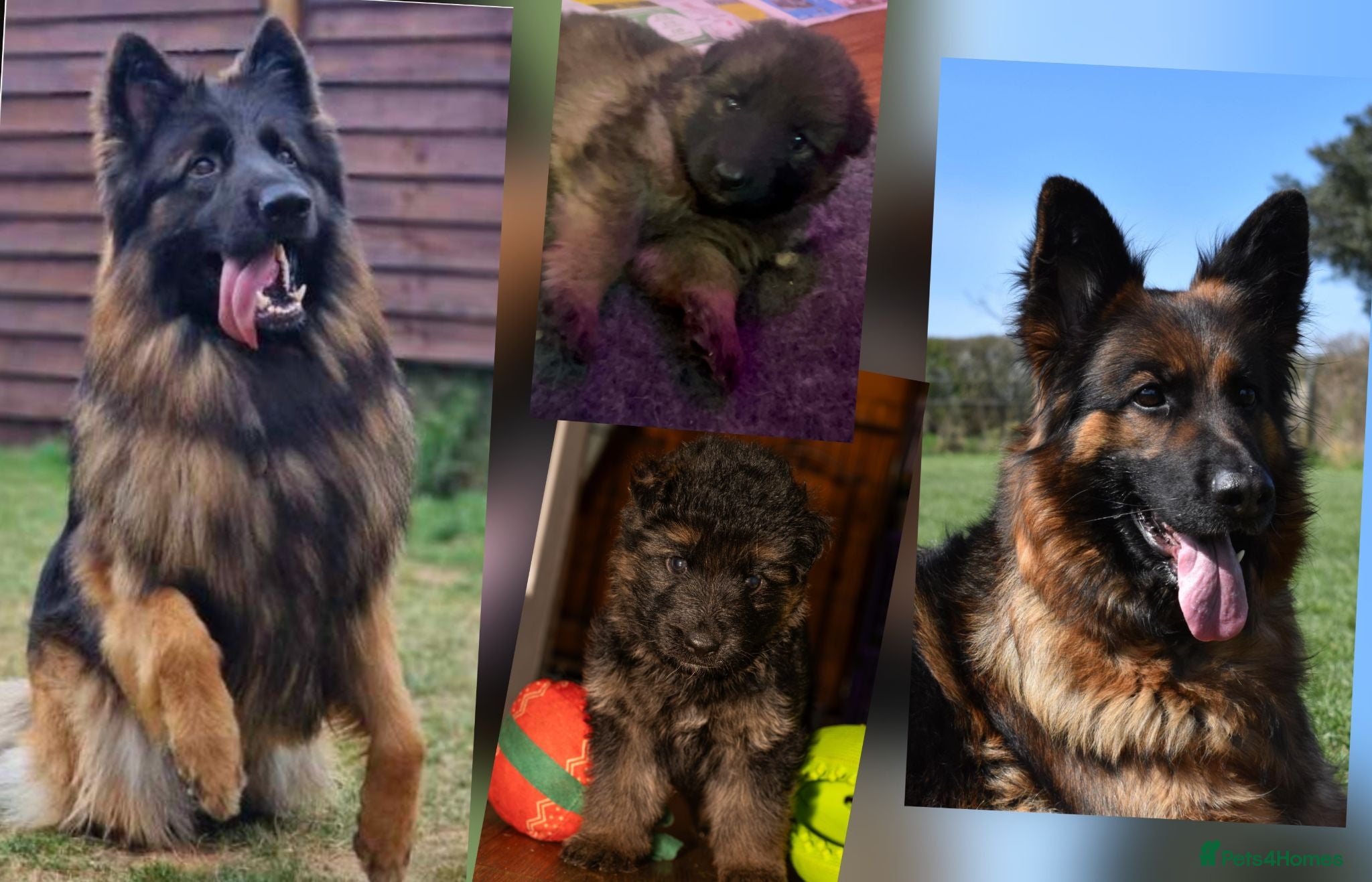 German Shepherd dogs KC, parents health Tested German shepherd Puppies  - Advert 18