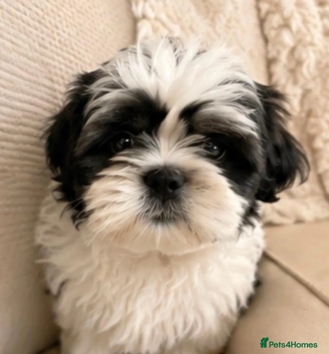 Mixed Breed dogs for sale: Bichon frisee Shitzu mix boy puppy in Derby - Advert 1