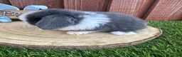 Mini Lop rabbits for sale: 🥰😍Stunning purebred mini lops ready to reserve  - Advert 25
