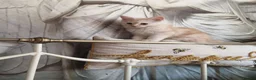 Maine Coon cats for sale: Ready now male champagne full mainecoon kittens  - Advert 3
