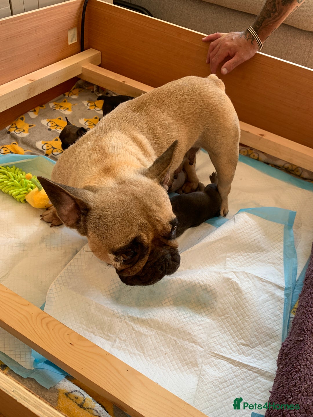 French Bulldog dogs for sale: French bulldogs  - Image 2