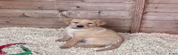 Labrador Retriever dogs for sale: Labrador Puppies - Advert 1