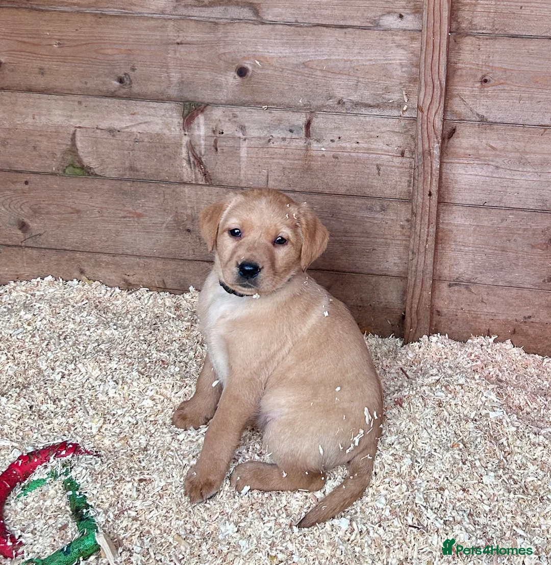 Labrador Retriever dogs for sale: Labrador Puppies - Advert 1