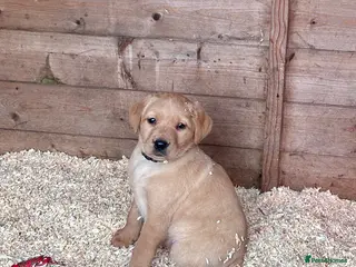 Labrador Retriever dogs Labrador Puppies - Advert 18