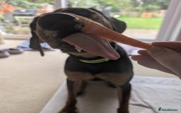 Mixed Breed dogs for adoption:  Meet Aldo – The Sweetest Cuddle Bug in London! - Image 6