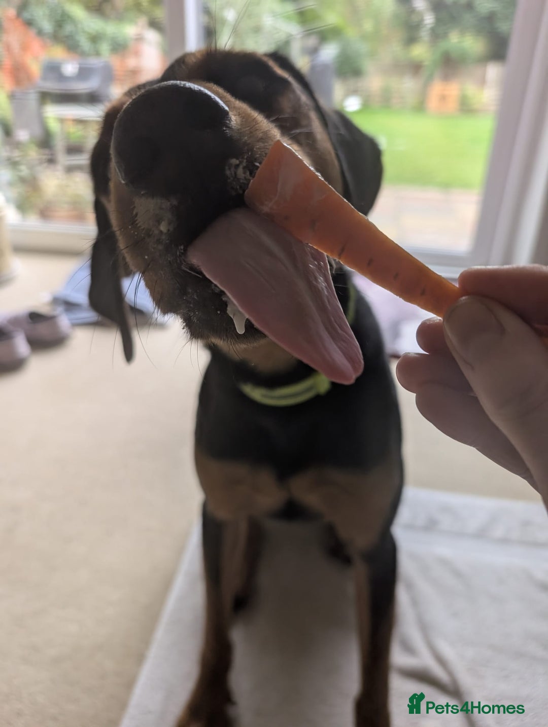 Mixed Breed dogs for adoption:  Meet Aldo – The Sweetest Cuddle Bug in London! - Image 6