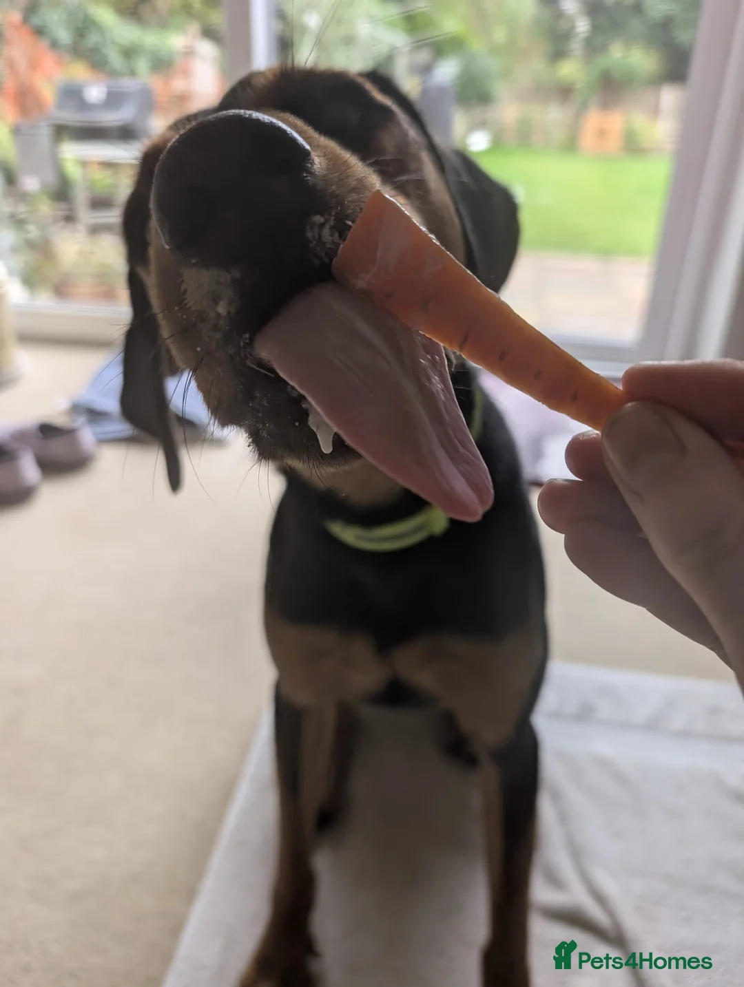 Mixed Breed dogs for adoption:  Meet Aldo – The Sweetest Cuddle Bug! - Advert 6