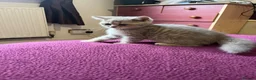 British Shorthair cats for sale: Gccf British Shorthair kittens  - Advert 16