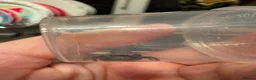 Spiders invertebrates for sale: Male jumping spider - Advert 4