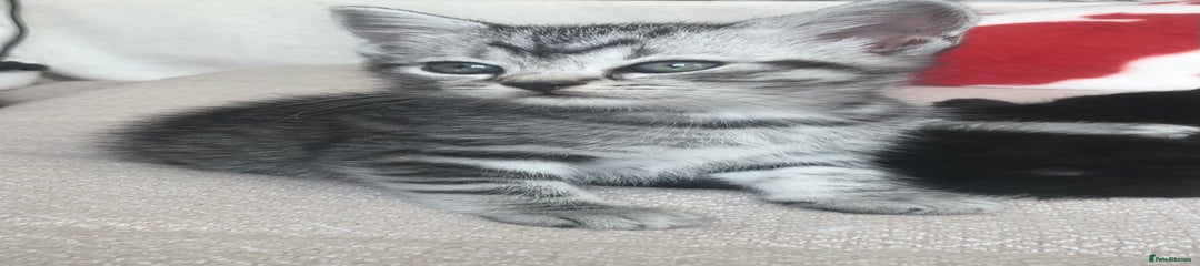 Silver Tabby (Ziggy)