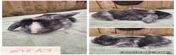 Mini Lop rabbits for sale: Ready to be reserved - Advert 13